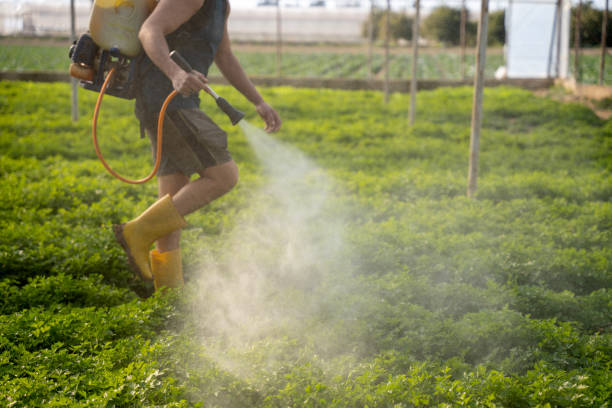Best Affordable Pest Control Services  in Lookout Mountain, GA