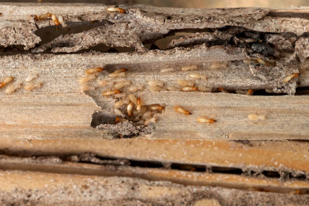 Trusted Lookout Mountain, GA Pest Control Experts